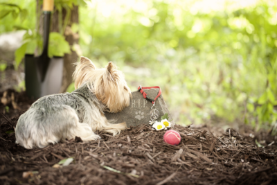 image for Pets Grieving the Loss of Another Pet